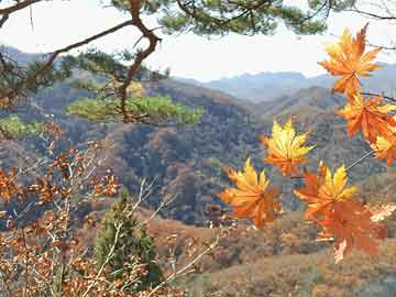 翡冷翠主题餐厅（武汉翡冷翠婚纱摄影怎么样）